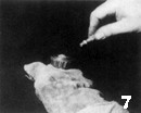 ex.7.gif